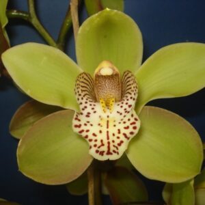 CYMBIDIUM HONEY GREEN MELISSA MUDA DE 10 A 15 CM