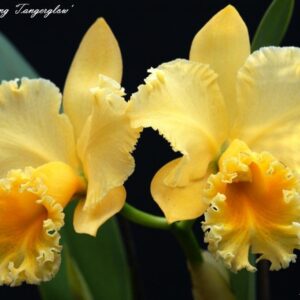 BLC. DELTA KING "TANGERGLOW" - CORTE ADULTO