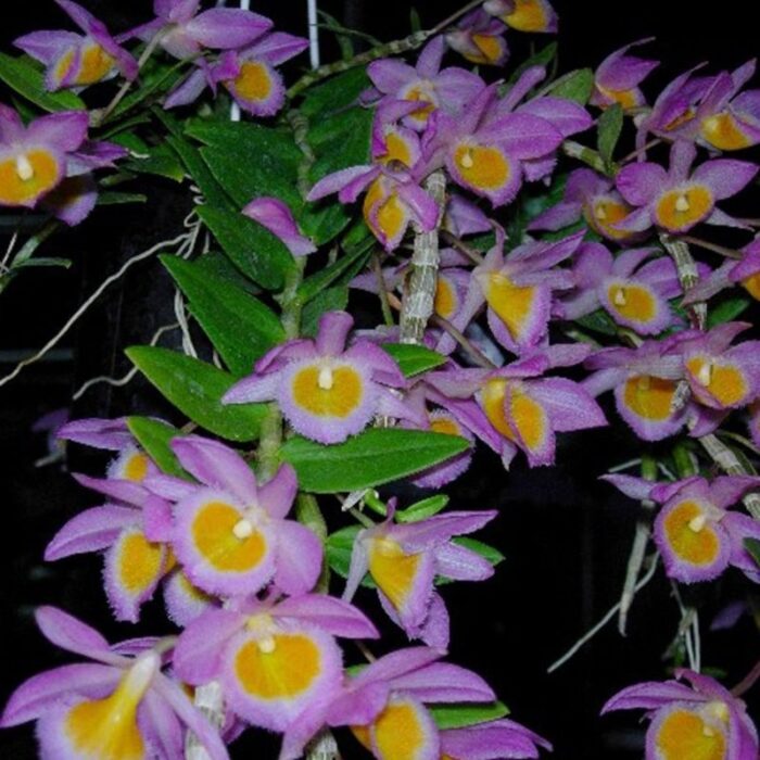 DENDROBIUM LODDIGESII 1