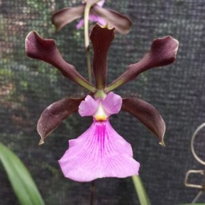 ENCYCLIA CORDIGERA RUBRA X TIPO