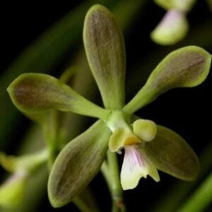 ENCICLIA FOWLEY - MUDA DE 5 A 10CM