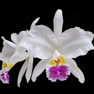 CATTLEYA LUEDMANNIANA VINICOLOR X COERULEA - MUDA DE 5 A 10CM