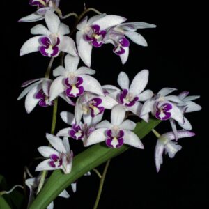 DENDROBIUM (BERRY X KINGIANUM) MUDA