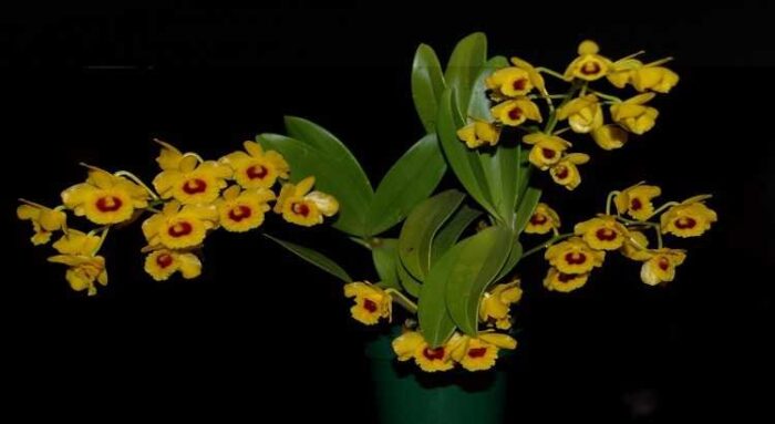 Dendrobium Chrysotoxum destacado 1