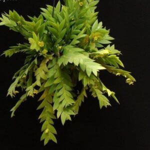 DENDROBIUM ANCEPSIS MUDA
