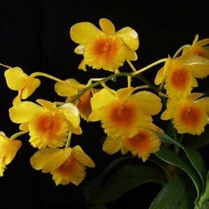 DENDROBIUM CHRYSOTOXUM MUDA 5 A 10 CM