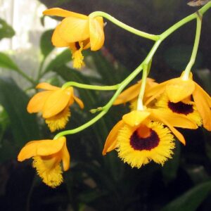 DENDROBIUM FIMBRIATUM MUDA 5 A 10 CM