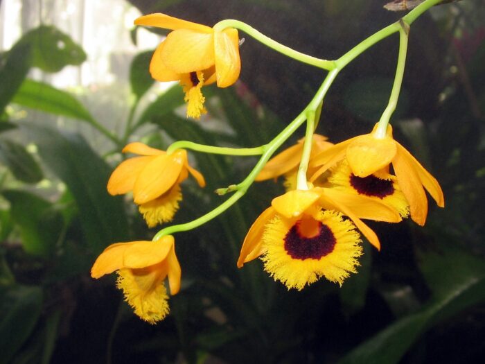 Dendrobium fimbriatum 2