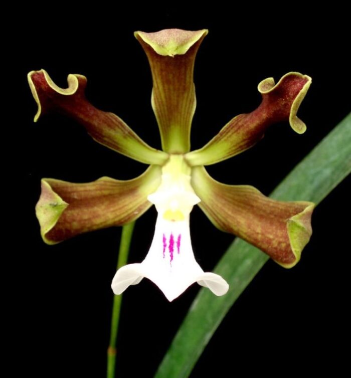 Encyclia cordigera labelo branco PA160180 3