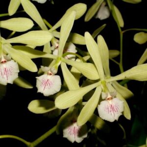ENCYCLIA  PROFUSA X SIB MUDA