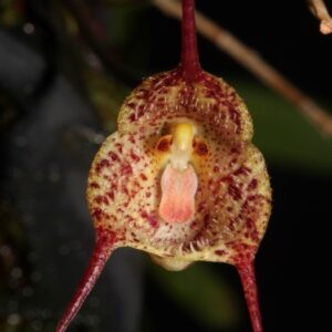 DRÁCULA MOPSUS(CARA DE MACACO)ADULTA