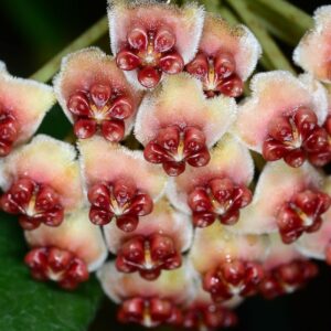 FLOR DE CERA KERRY - ADULTA