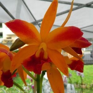 LC. TROPICAL TRICK MUDA 10 A 15 CM