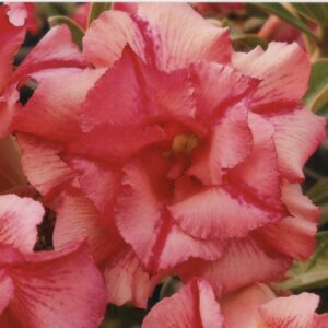 ROSA DO DESERTO LM 21