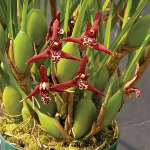 MAXILLARIA TENUIFOLIA MUDA
