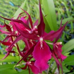 MILTASSIA ROYAL ROBE MUDA