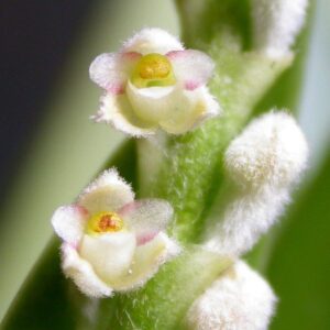 EREA STRIATA ADULTO