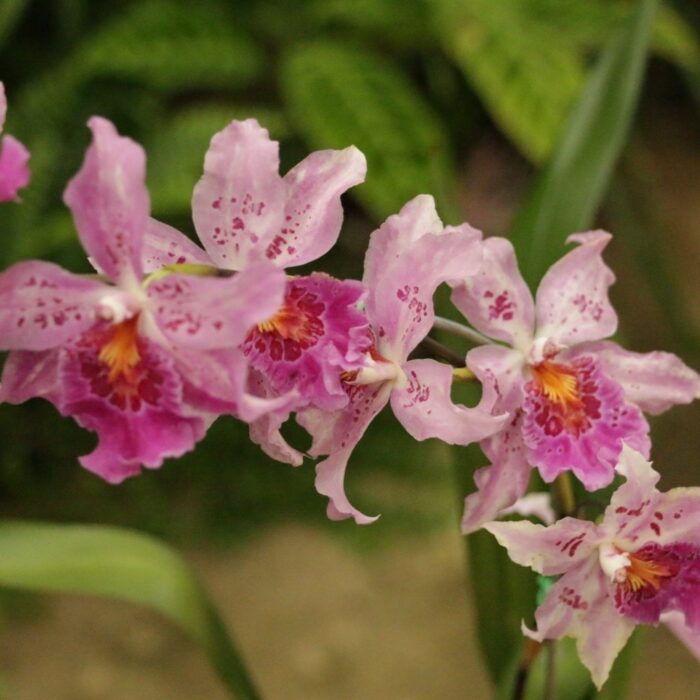 ORQUIDEA CARNIVALE RIO 1