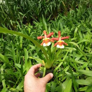 ORQUIDEA RONS FIRE MUDA