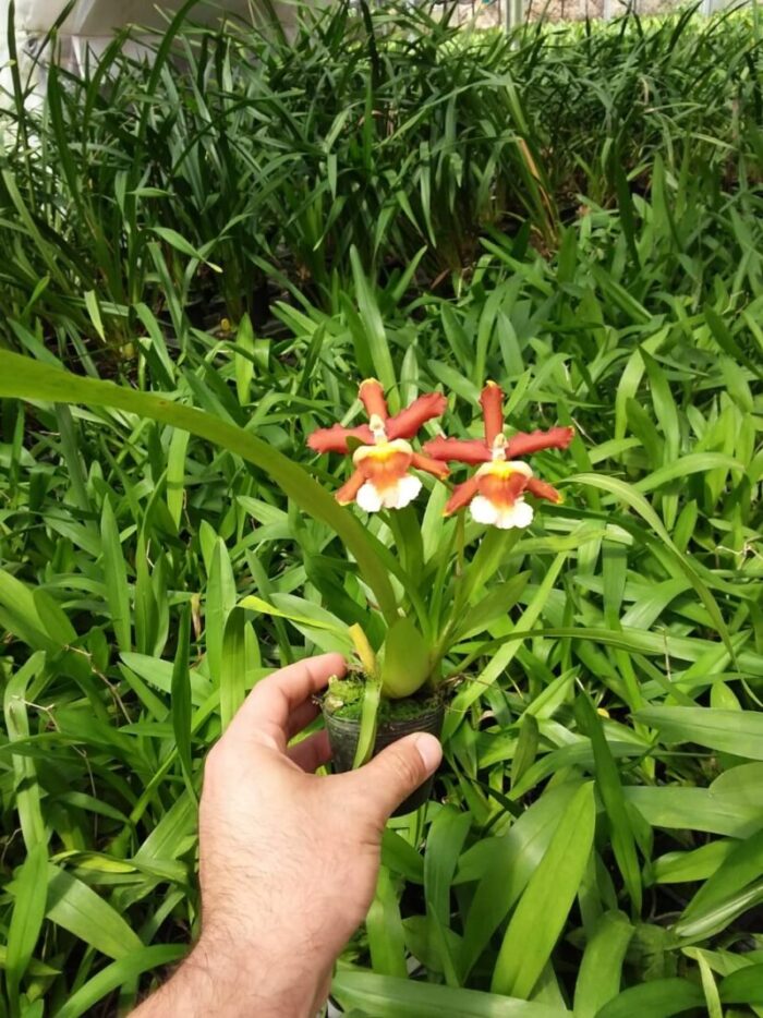 ORQUIDEA RONS FIRE 1