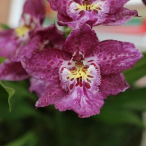 ORQUIDEA YEAH BABY ADULTA