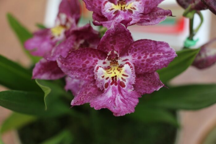 ORQUIDEA YEAH BABY 1
