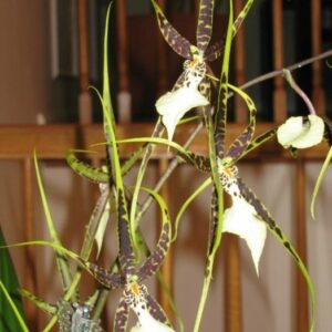 ODONTOBRASSIA ADULTA