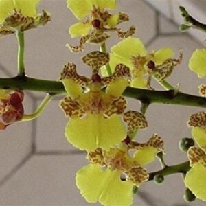 ONCIDIUM CEBOLETO ADULTA