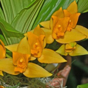 LYCASTE (AROMATICA X CRUENTA) NBS