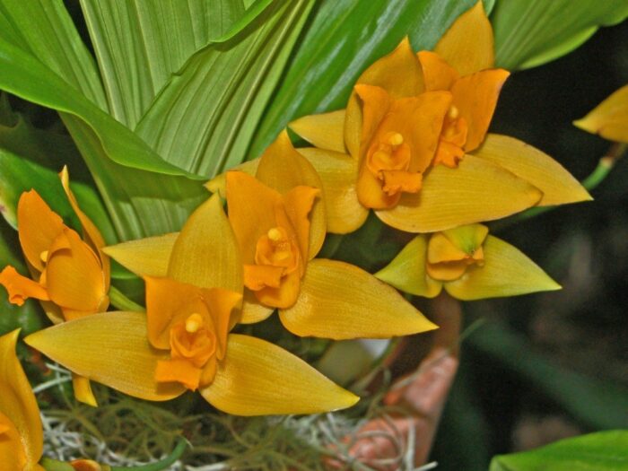 Orchidaceae Lycaste aromatica 1