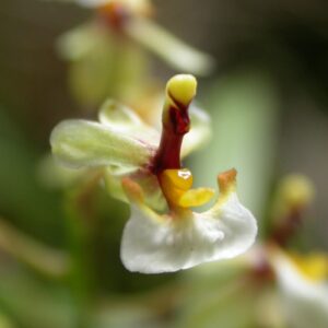 ONCIDIUM ORNITOPHORA MUDA 5 A 10 CM