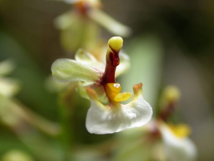 Ornitophora radicans 1
