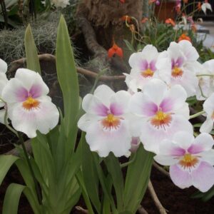 MILTONIA COLOMBIANA ADULTA