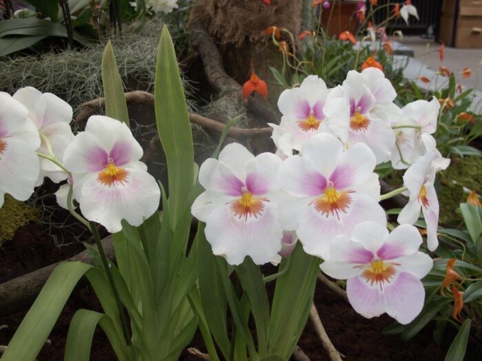 Orquidea Miltonia 3