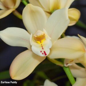 CYMBIDIUM EARLISUE PADDY MUDA DE 10 A 15 CM