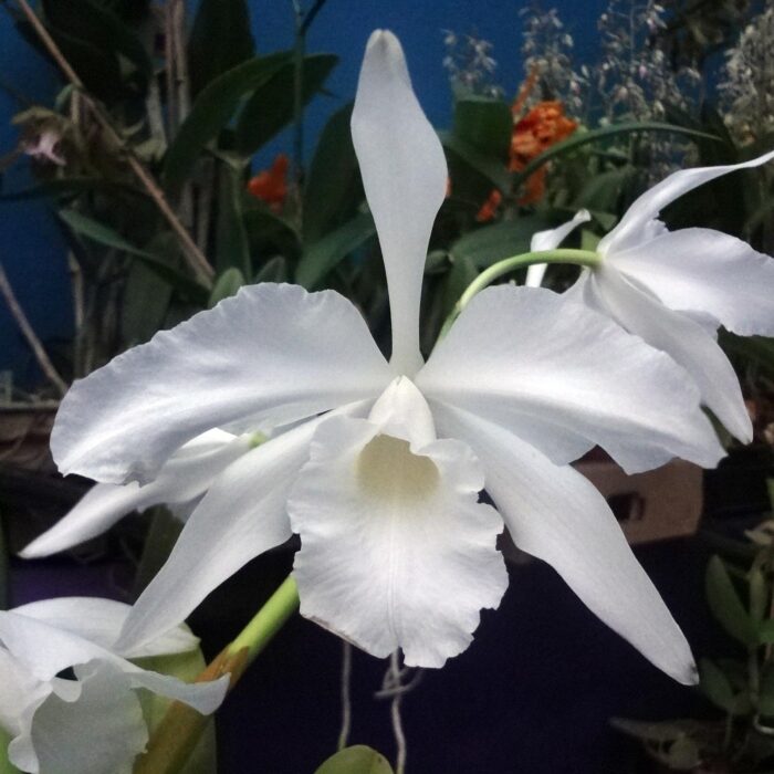 PURPURATA ALBA 1