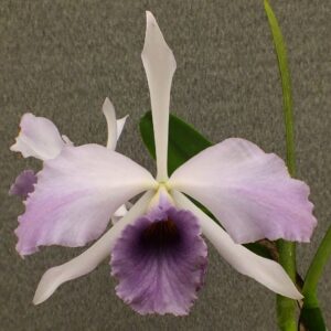 LC. CG. ROEBLING ADULTA