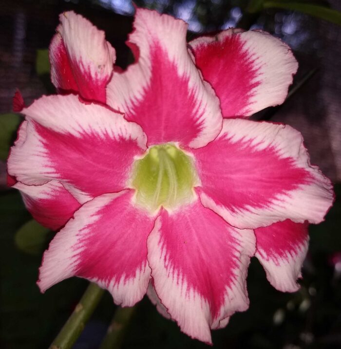 ROYAL FLARE 1
