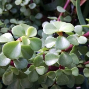 SUCULENTA JADE
