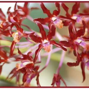 SCHOMBURGKIA X AURANTIACA ADULTA