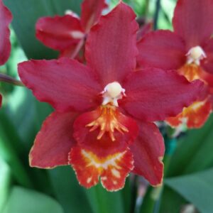 ORQUIDEA OROBINO CORONAL MUDA