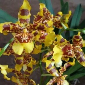 WILSONARA OURO ARVORE BRASIL ADULTA