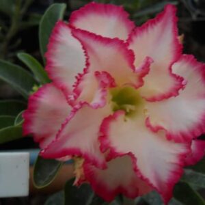 ROSA DO DESERTO TS11