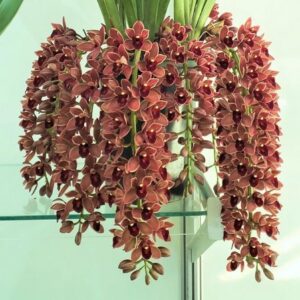 CYMBIDIUM PENDENTE DOROTY  MUDA 5 A 10 CM