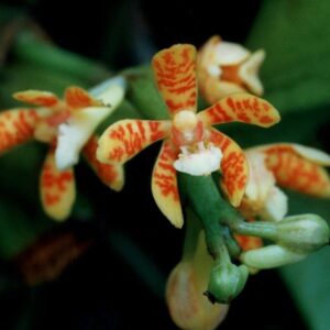ACAMPE OCHRACEA MUDA 5 A 10 CM