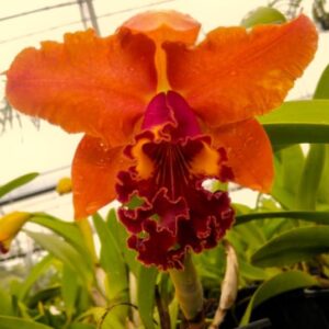 BLC. CHUNYEAH x ÁGATA KUNIKARA ADULTA
