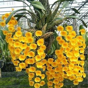 DENDROBIUM AGREGATUM MINI C/SUPORTE