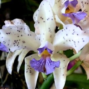 C. AMETHYSTOGLOSSA VAR. COERULEA MUDA 5 A 10 CM