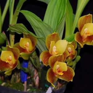ANGULOCASTE NBS