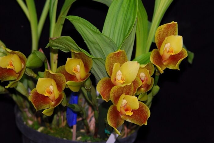angulocaste orquidea hibrida adulta D NQ NP 989449 MLB25734281364 072017 F 1